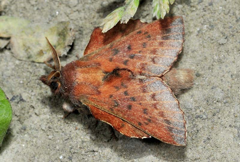 Phyllodesma tremulifolia